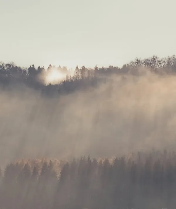 A tranquil photograph of sunbeams shining through a misty forest.